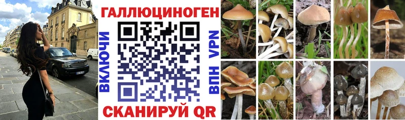 kraken как войти  Новоалександровск  Псилоцибиновые грибы мицелий 